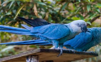 Spix macaw