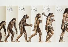 The Epic Story of the First Humans: From Early Australopithecines to Homo Sapiens