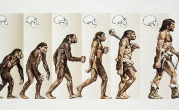 The Epic Story of the First Humans: From Early Australopithecines to Homo Sapiens