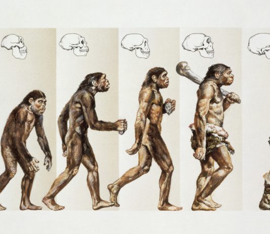 The Epic Story of the First Humans: From Early Australopithecines to Homo Sapiens