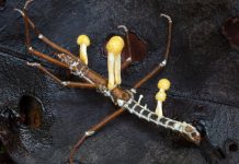 The Strange World of Parasites: How They Adapt, Survive, and Cause Disease