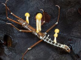 The Strange World of Parasites: How They Adapt, Survive, and Cause Disease