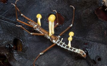 The Strange World of Parasites: How They Adapt, Survive, and Cause Disease