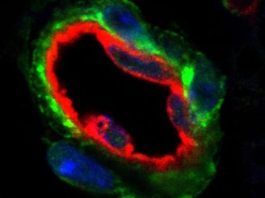 Studies that says add human cells to various foods