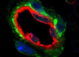 Studies that says add human cells to various foods