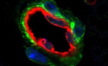 Studies that says add human cells to various foods