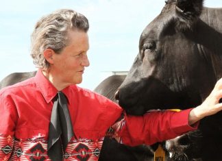 Temple Grandin: The Animal Scientist and Autism Advocate Who Revolutionized Livestock Handling