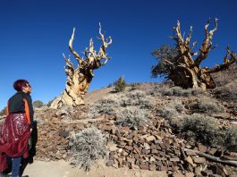 The world oldest growing in ravine