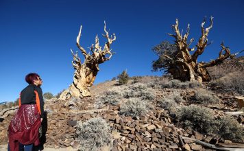 The world oldest growing in ravine