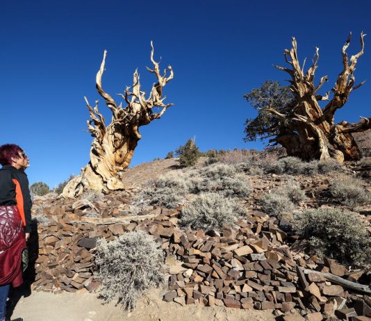 The world oldest growing in ravine
