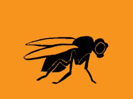 Thomas Hunt Morgan: The Geneticist Who Discovered Chromosome Linkage and Received a Nobel Prize for His Work on Fruit Flies