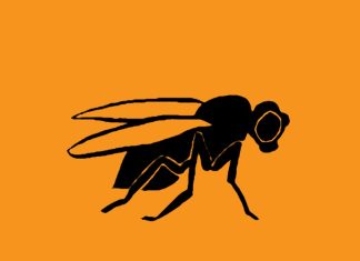 Thomas Hunt Morgan: The Geneticist Who Discovered Chromosome Linkage and Received a Nobel Prize for His Work on Fruit Flies