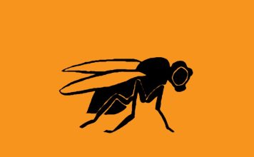 Thomas Hunt Morgan: The Geneticist Who Discovered Chromosome Linkage and Received a Nobel Prize for His Work on Fruit Flies