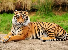 Types of tigers