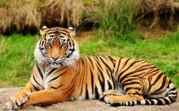 Types of tigers