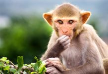 Ultrasound reads with thought monkey brains