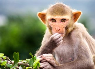 Ultrasound reads with thought monkey brains