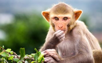 Ultrasound reads with thought monkey brains