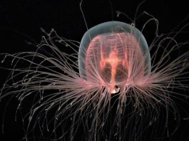 The Unexplained Behavior of Animals: Strange Phenomena That Baffle Scientists
