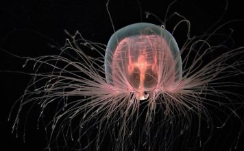 The Unexplained Behavior of Animals: Strange Phenomena That Baffle Scientists
