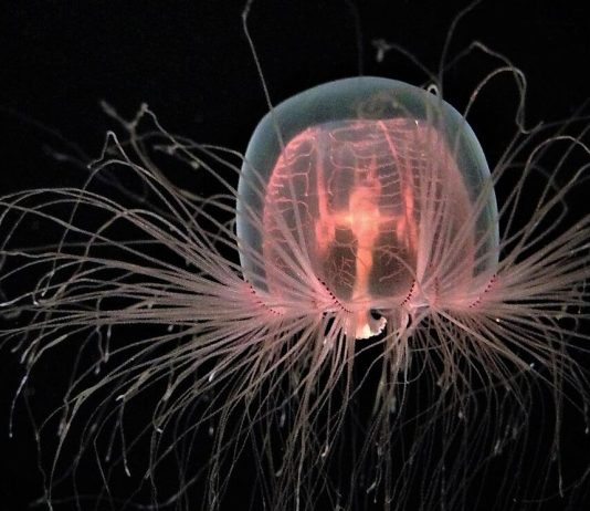 The Unexplained Behavior of Animals: Strange Phenomena That Baffle Scientists