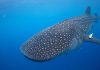The Best Places for Whale Shark Watching: The Science and Beauty of the Gentle Giants of the Ocean