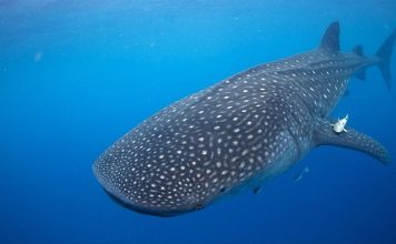 The Best Places for Whale Shark Watching: The Science and Beauty of the Gentle Giants of the Ocean