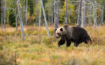 What animal has the best sense of smell