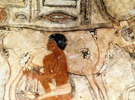 When did humans start drinking milk