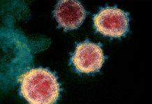 Where did covid come from