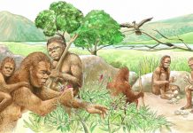 Where did humans come from