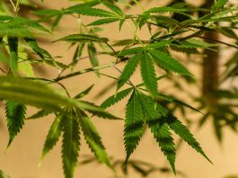 Where did marijuana originate