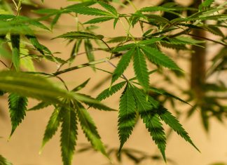 Where did marijuana originate