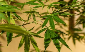 Where did marijuana originate
