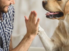 Where do dogs originate from