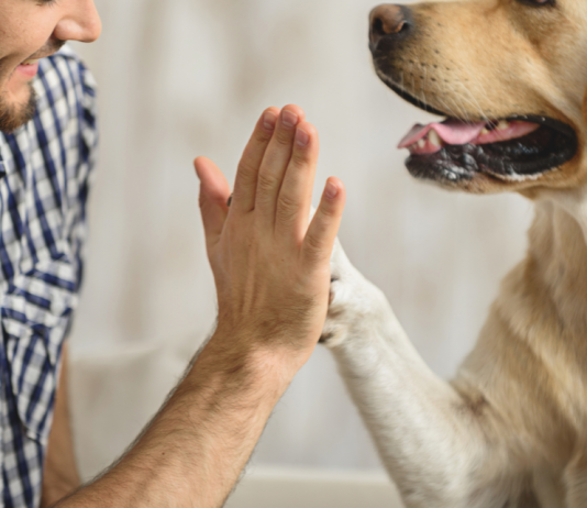 Where do dogs originate from