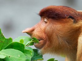 Which of these primate groups is most closely related to humans?