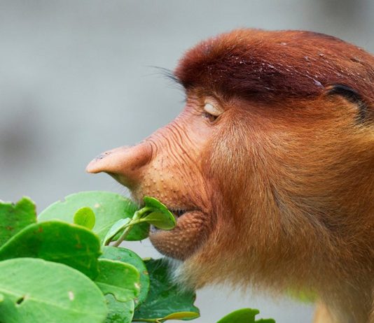 Which of these primate groups is most closely related to humans?