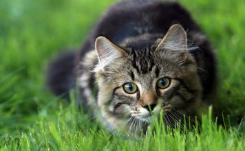 Why do cats eat grass