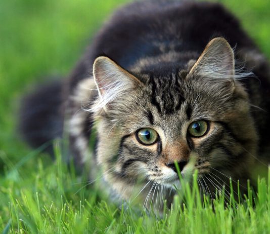 Why do cats eat grass