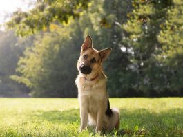 Why do dogs tilt their heads