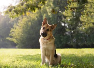 Why do dogs tilt their heads