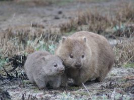 Wombat poop