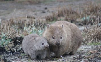 Wombat poop