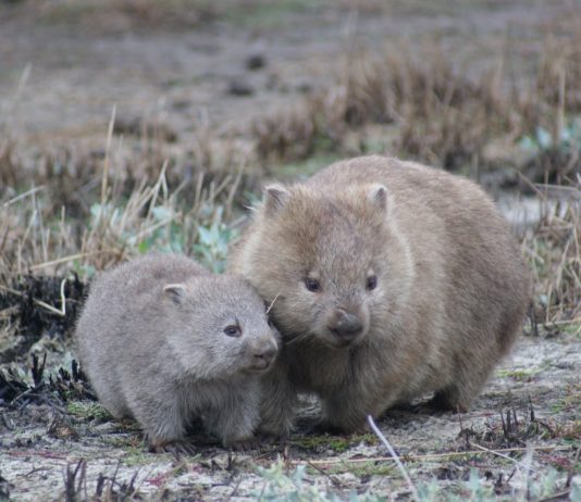 Wombat poop