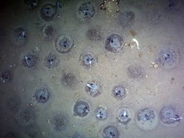 World largest breeding grounds found under Arctic sea