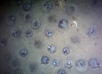 World largest breeding grounds found under Arctic sea