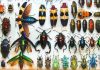 The Marvelous World of Insects: Their Adaptations, Behavior, and Importance