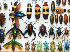 The Marvelous World of Insects: Their Adaptations, Behavior, and Importance