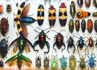 The Marvelous World of Insects: Their Adaptations, Behavior, and Importance